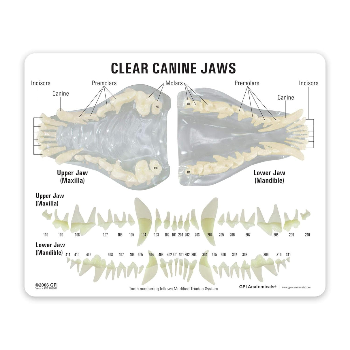 Clear Canine Jaw Education Card