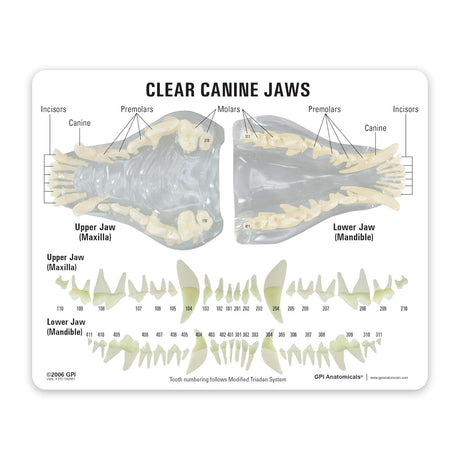 Canine Jaw Model with Teeth, Clear