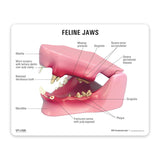 Feline Jaw Education Card