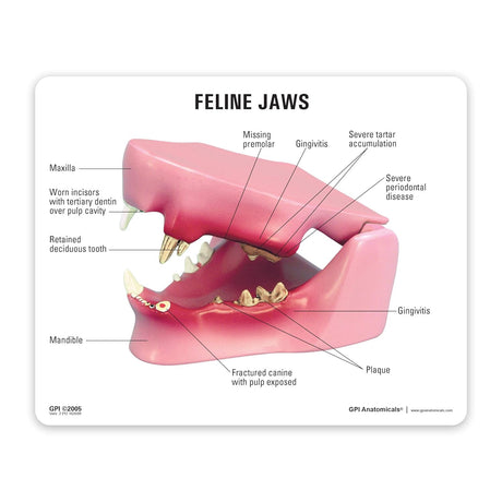 Feline Jaw Model with Teeth