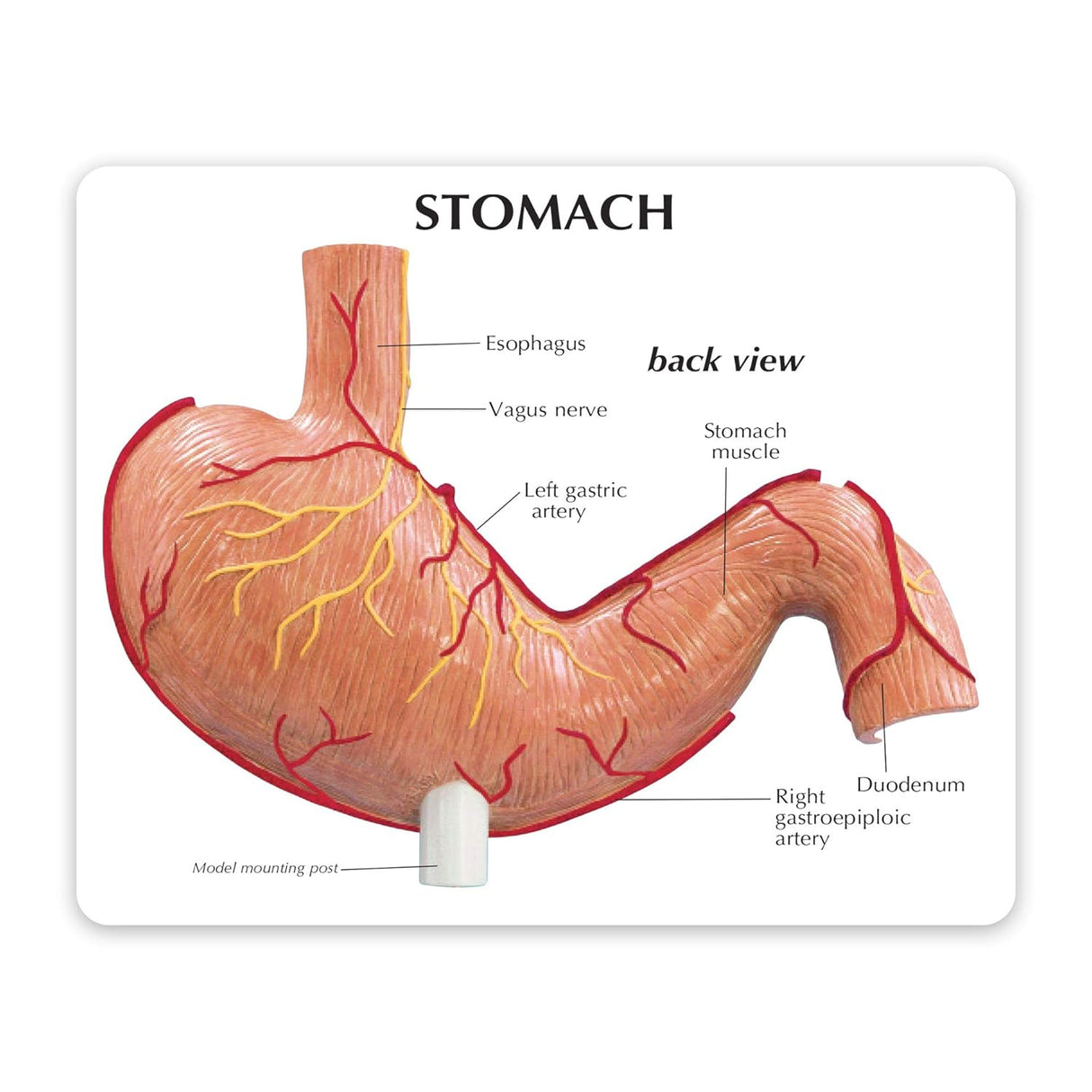 Stomach Cancer Education Card