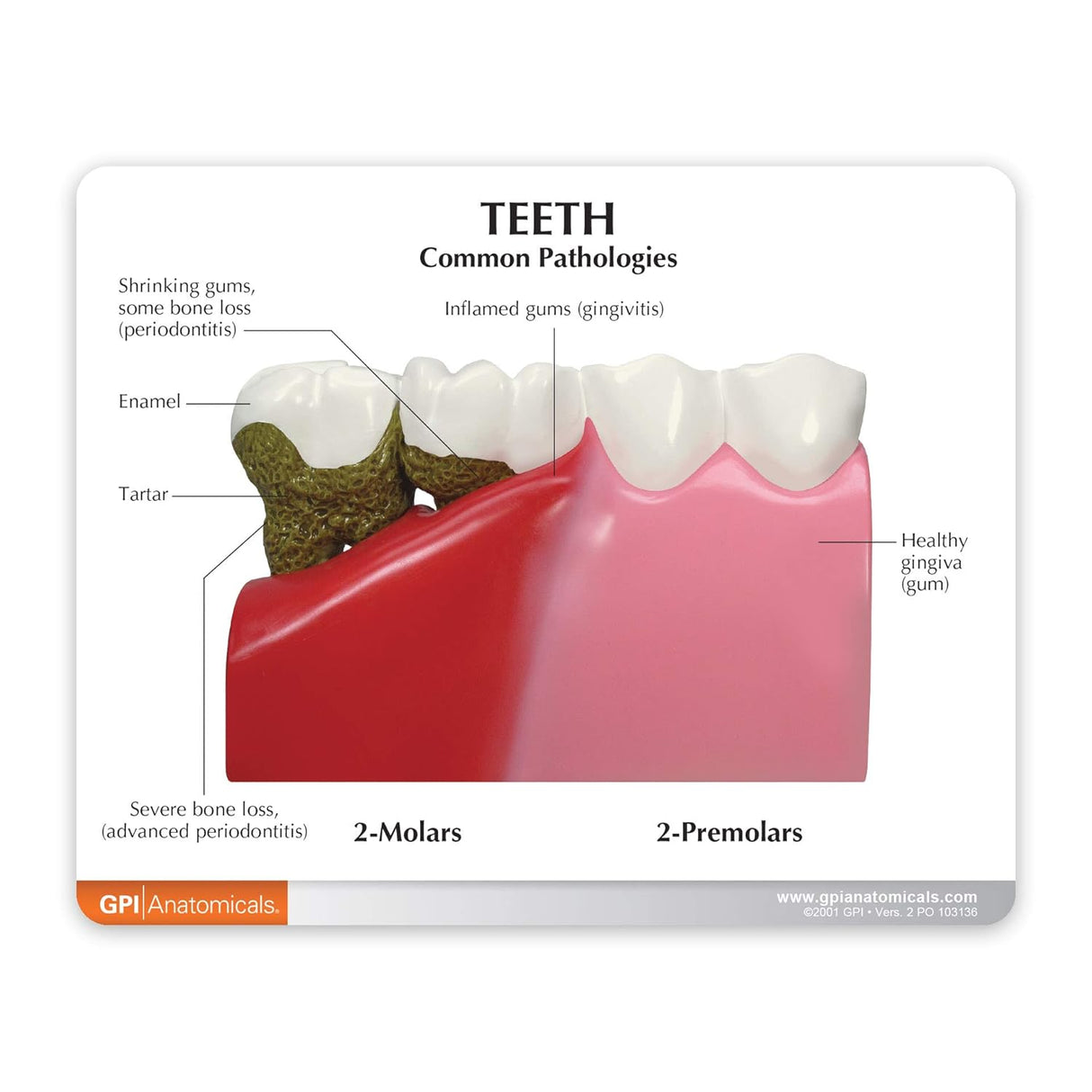 Teeth Education Card