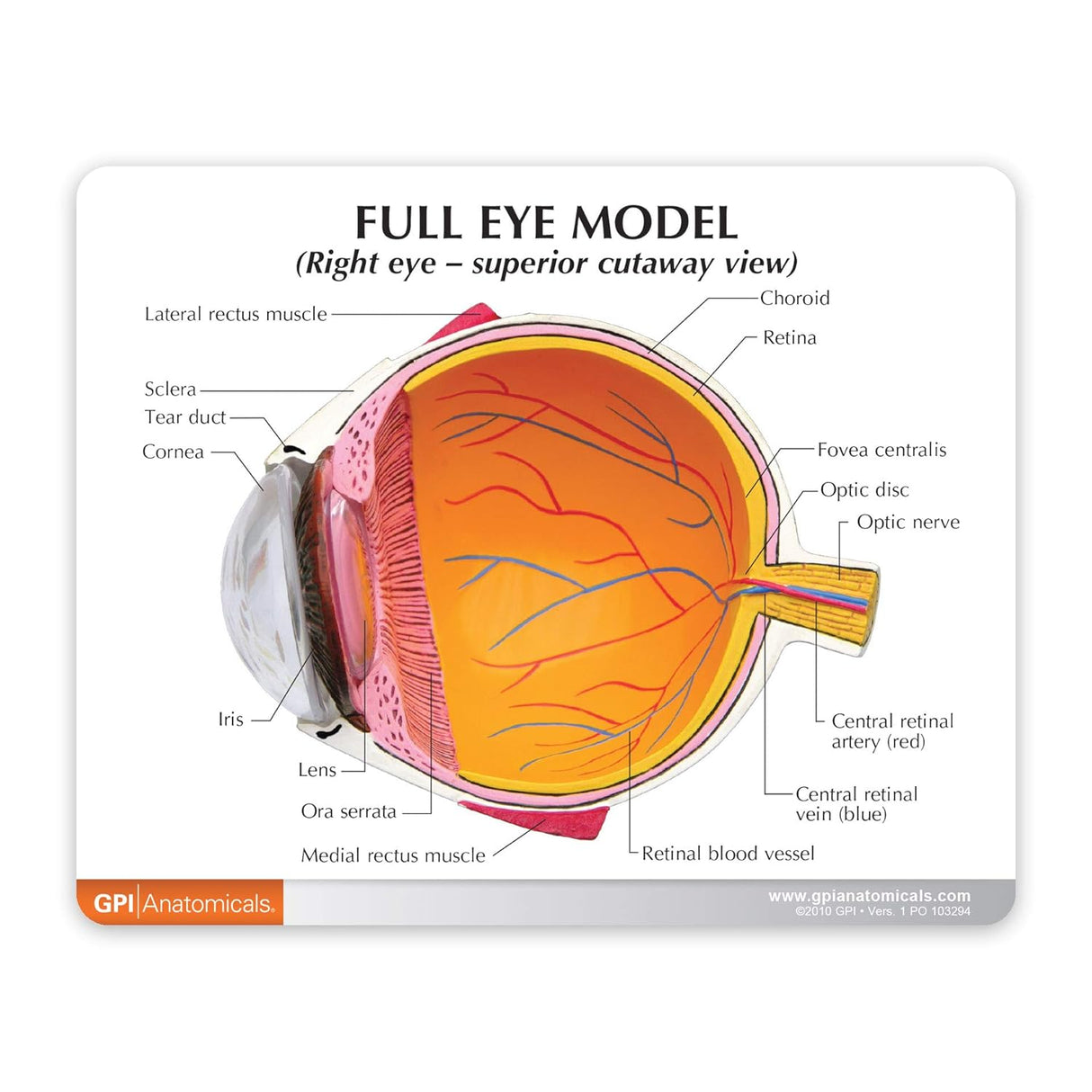 Full Eye Education Card