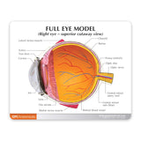 Full Eye Model