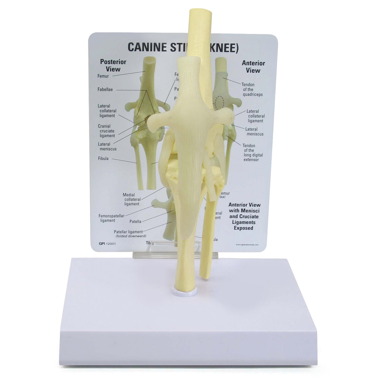 Canine Knee Model