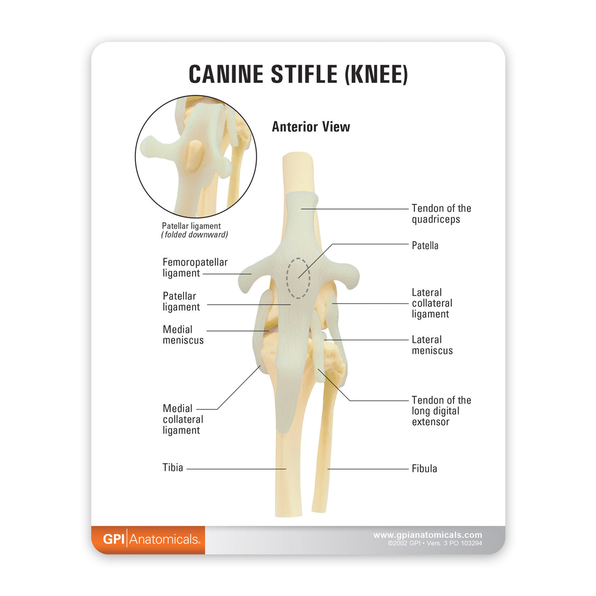 Canine Knee Education Card