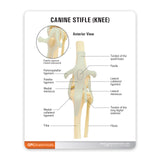 Canine Knee Education Card