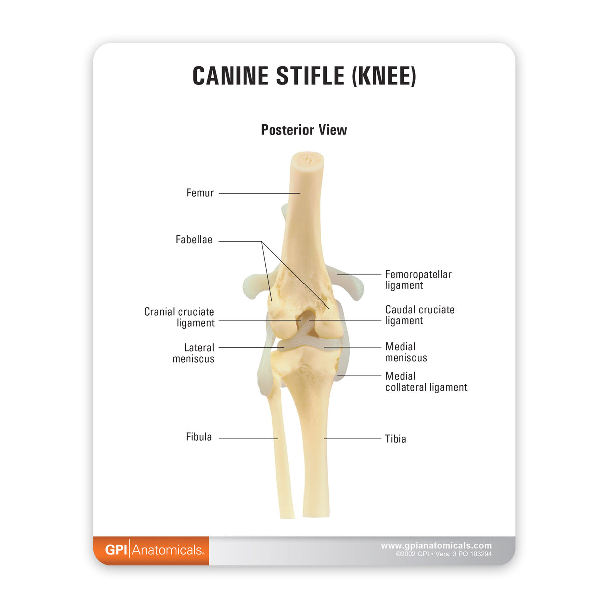 Canine Knee Model