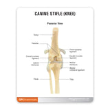 Canine Knee Education Card