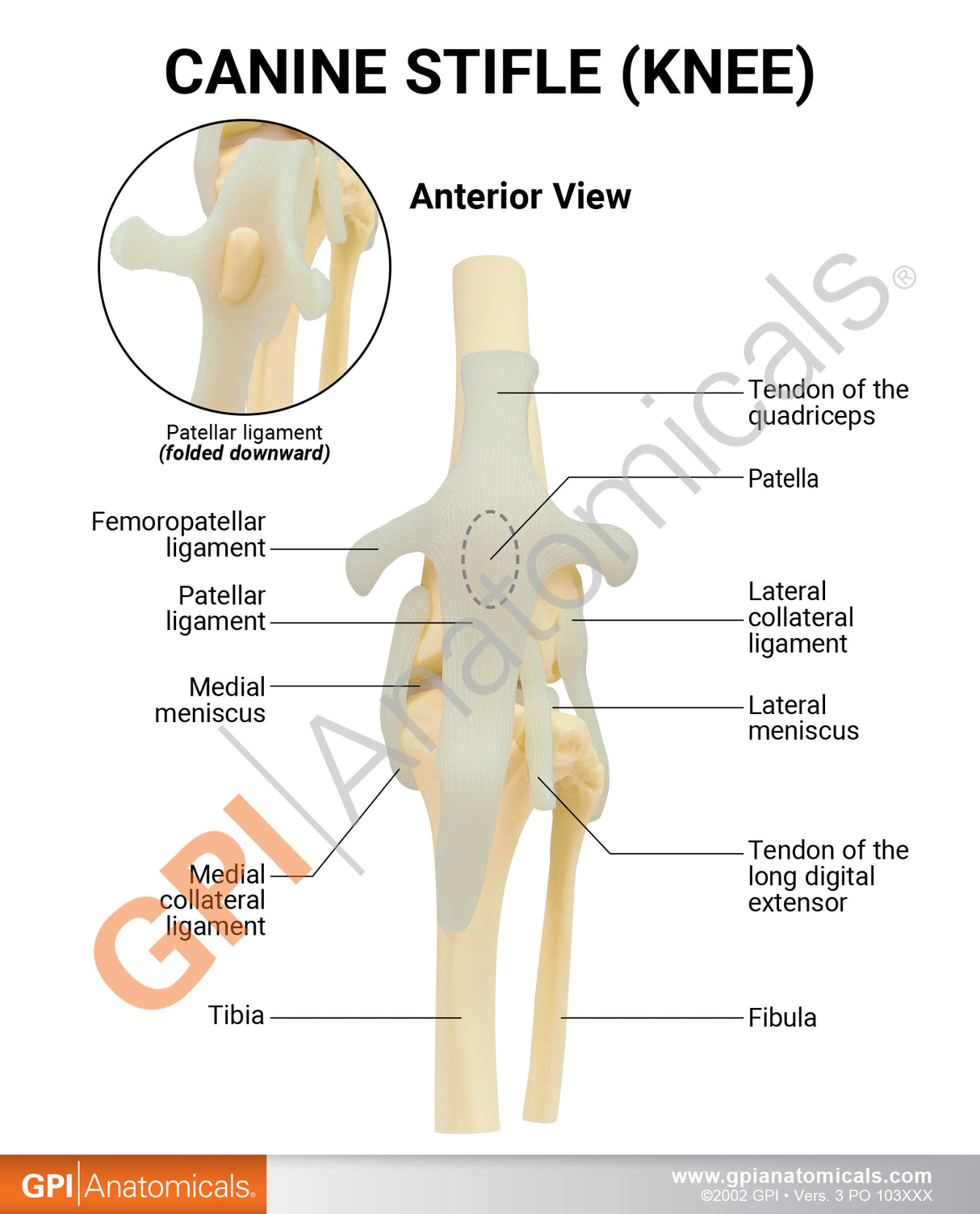 Canine Knee Education Card