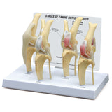 4-Stage Canine Knee Model Set