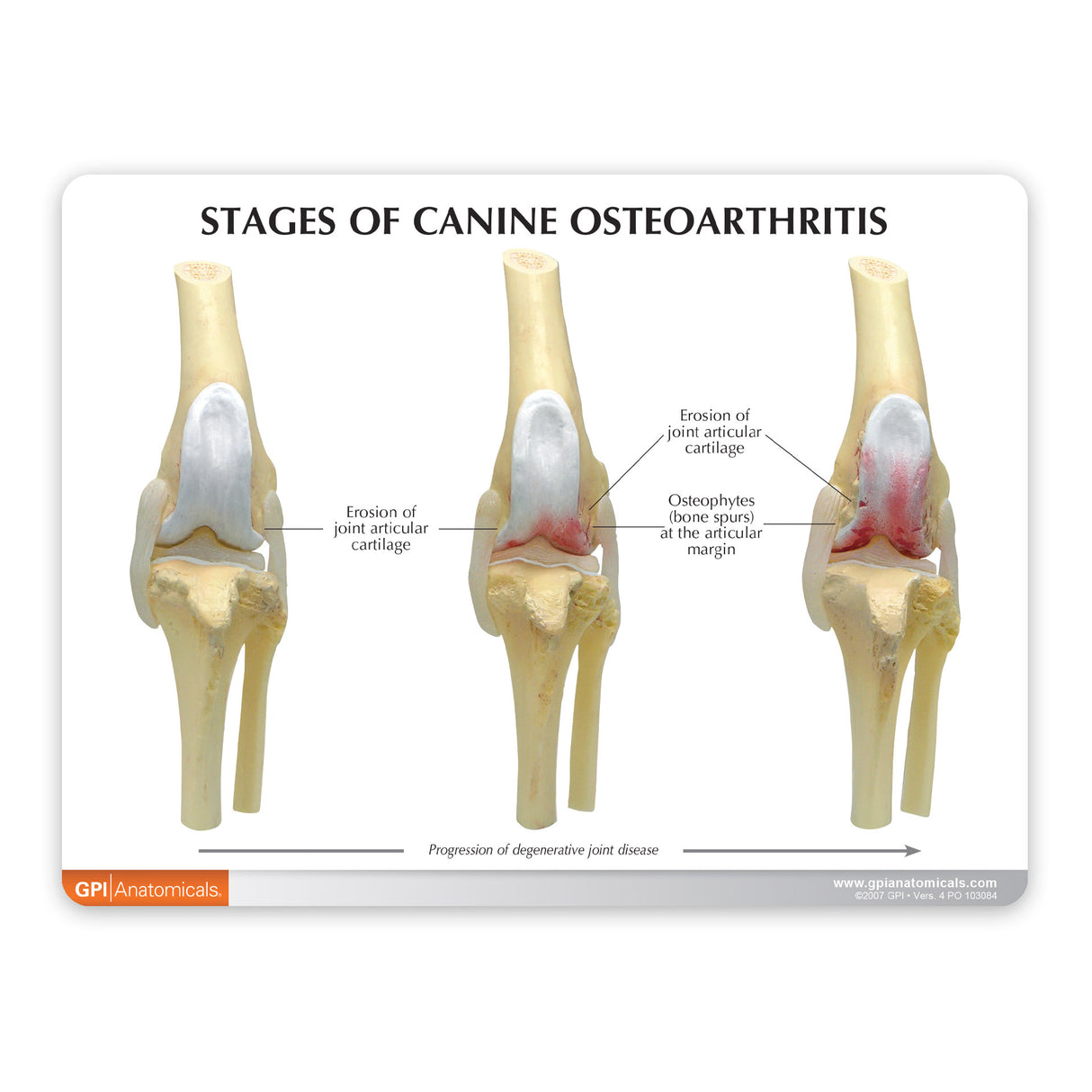 Canine 4-Stage Knee Set Education Card