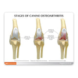 Canine 4-Stage Knee Set Education Card