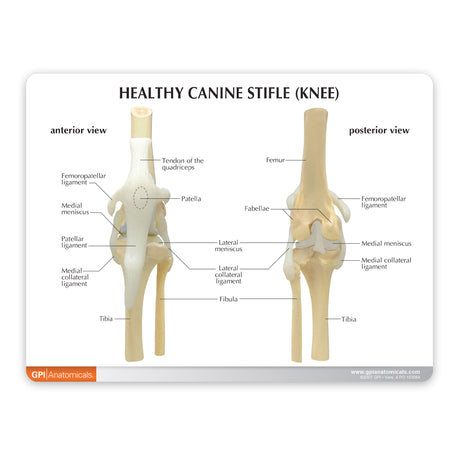 4-Stage Canine Knee Model Set