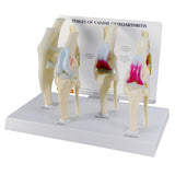 4-Stage Canine Knee Model Set