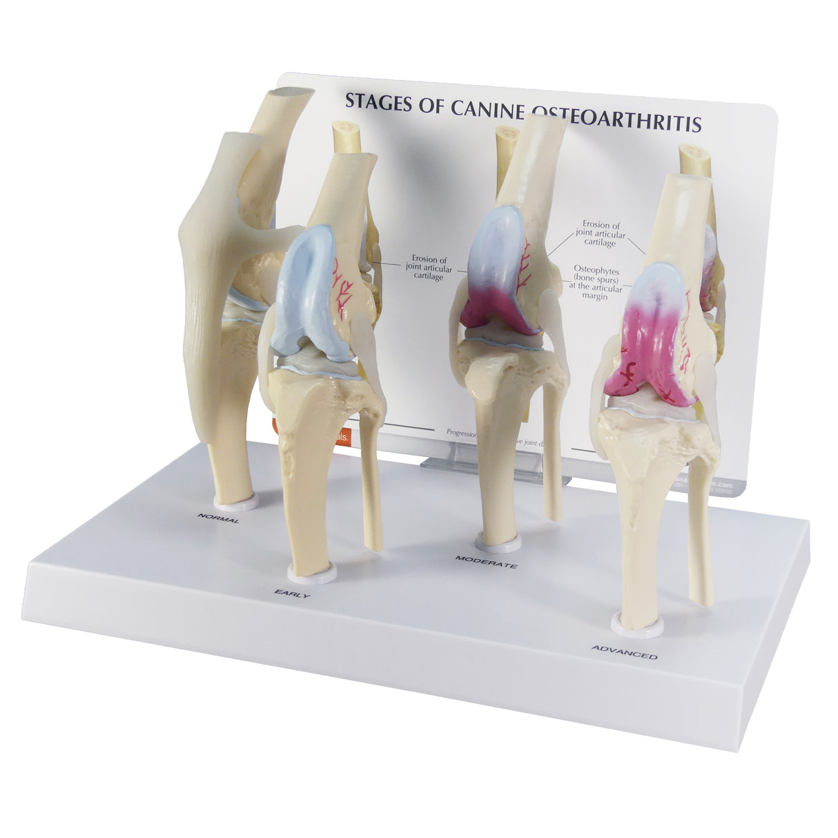 4-Stage Canine Knee Model Set