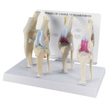 4-Stage Canine Knee Model Set