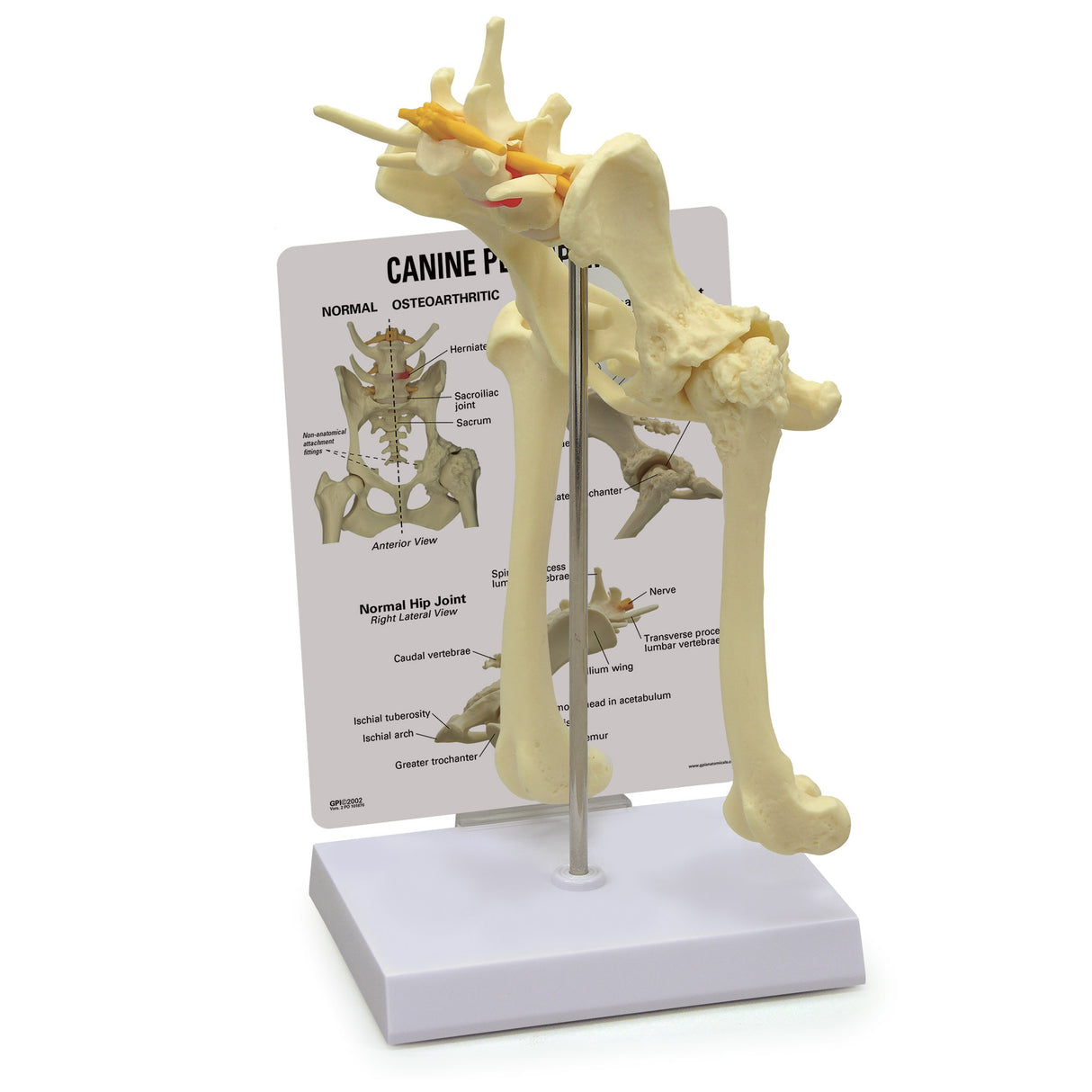 Canine Pelvis Model