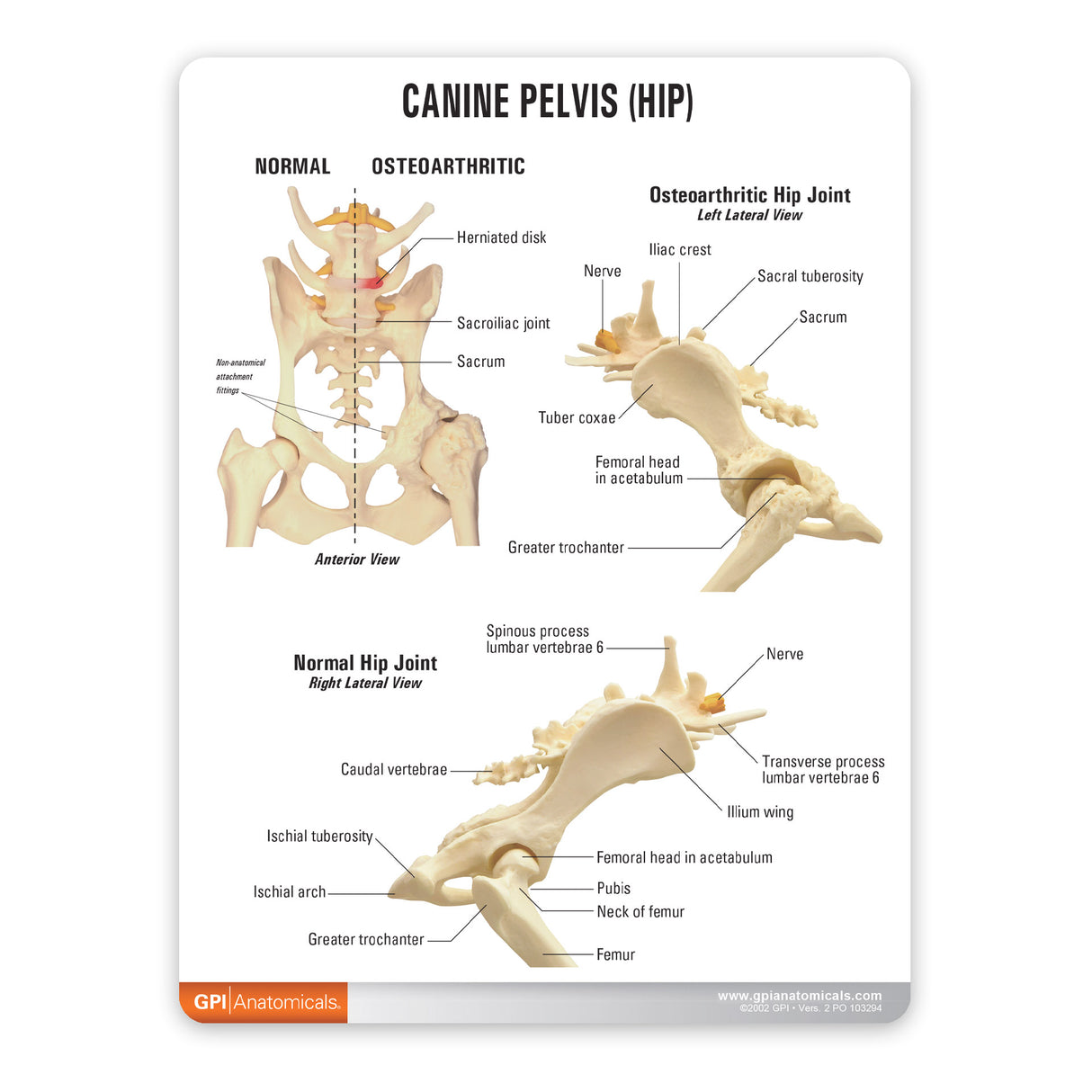 Canine Hip Education Card