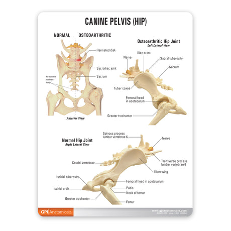 Canine Pelvis Model