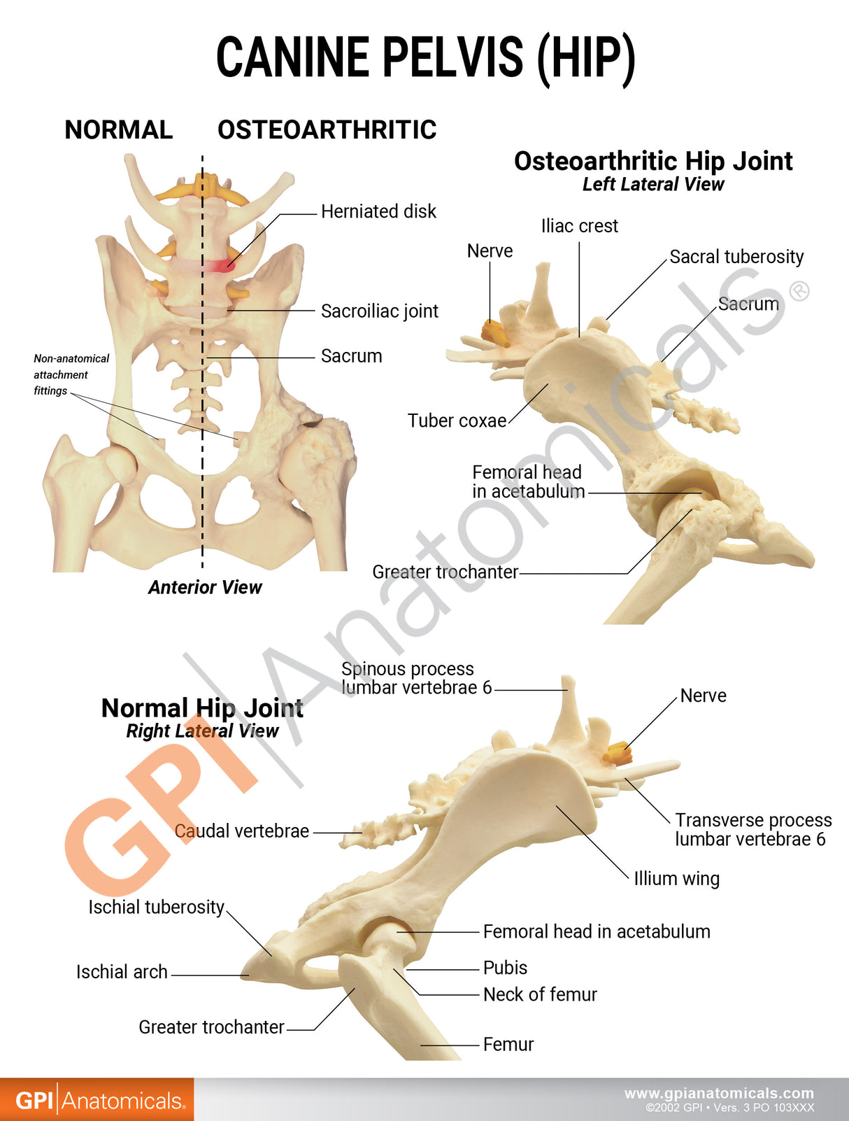 Canine Hip Education Card