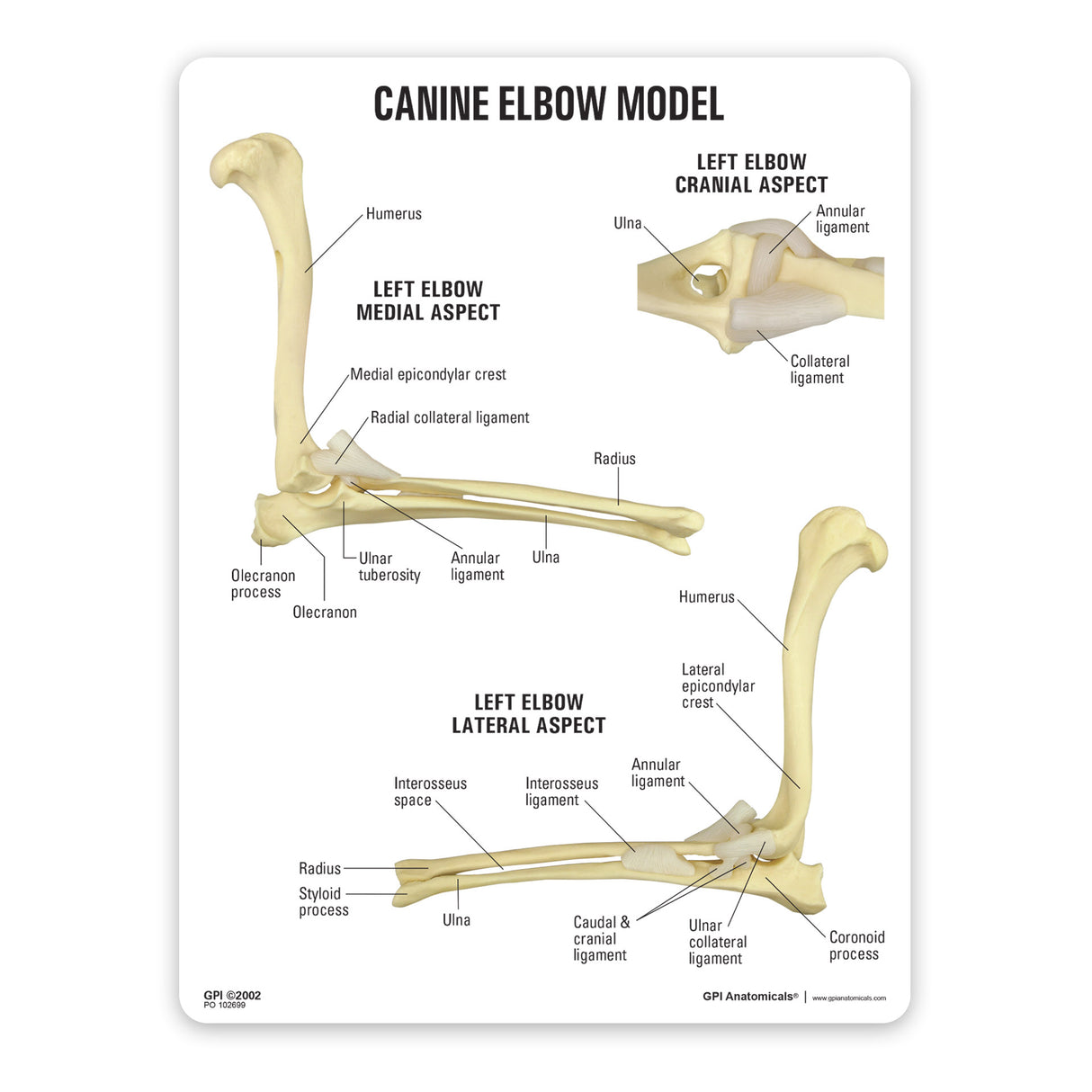 Canine Elbow Education Card