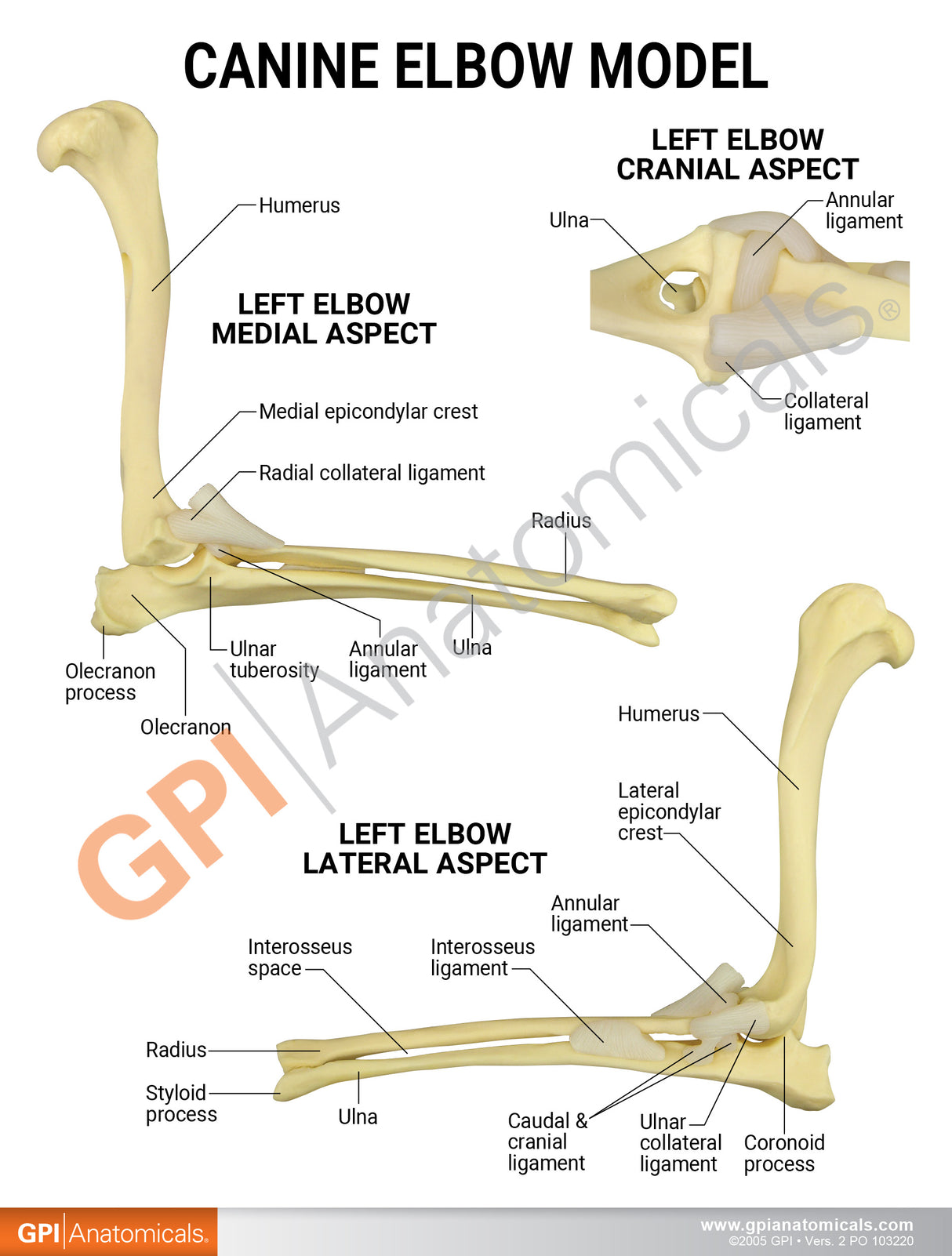 Canine Elbow Education Card