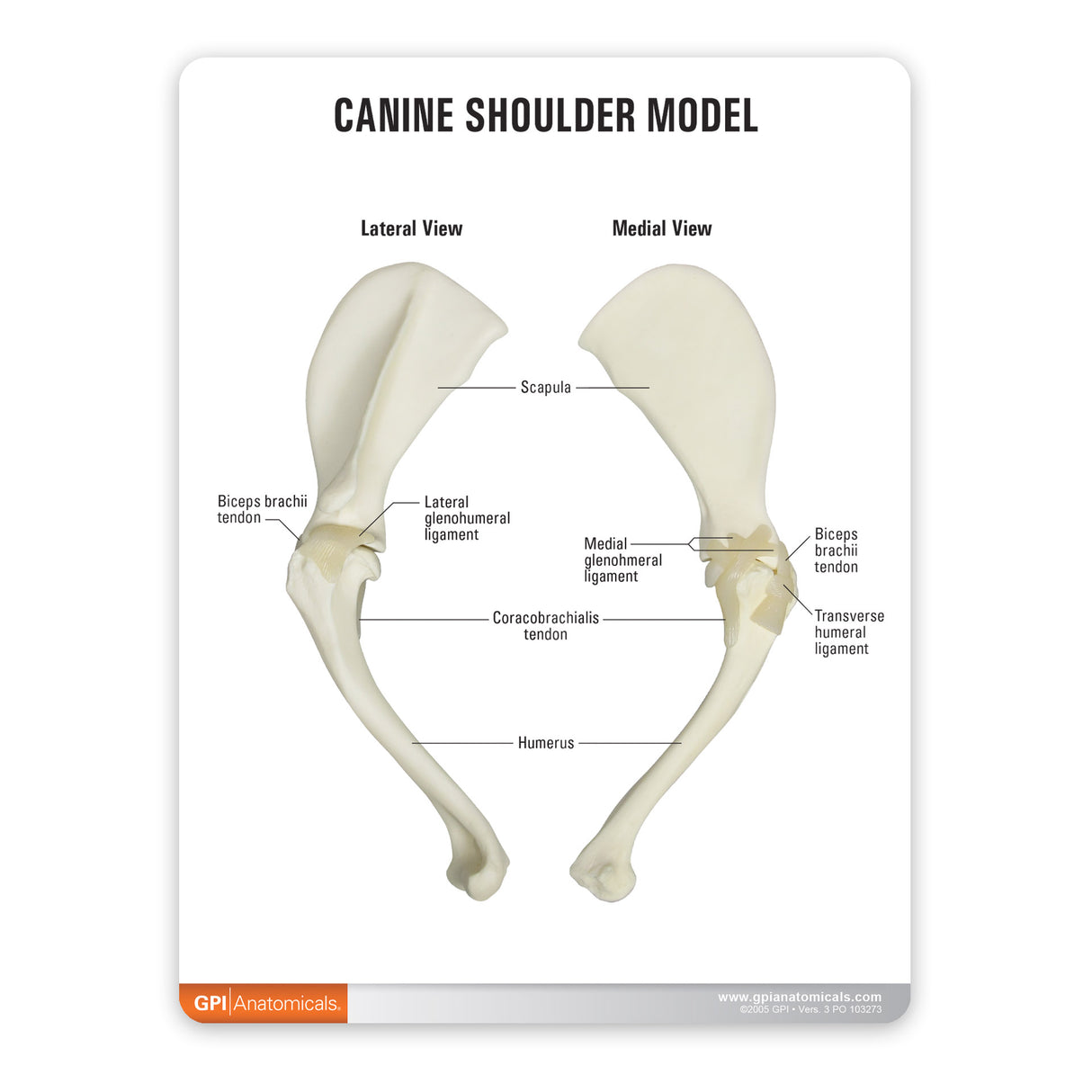 Canine Shoulder Education Card