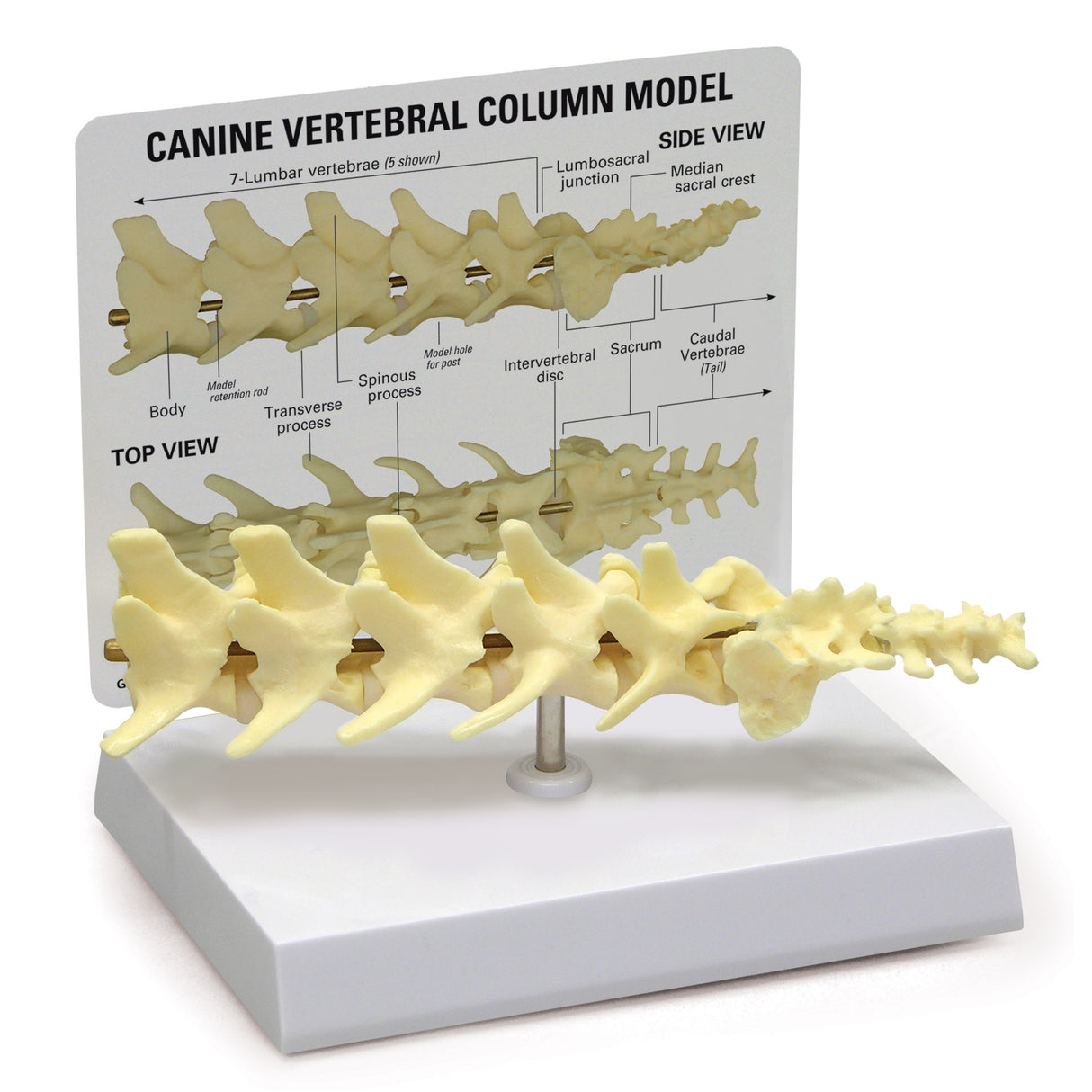 Canine Vertebral Column Model