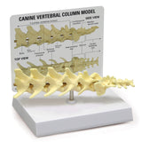 Canine Vertebral Column Model