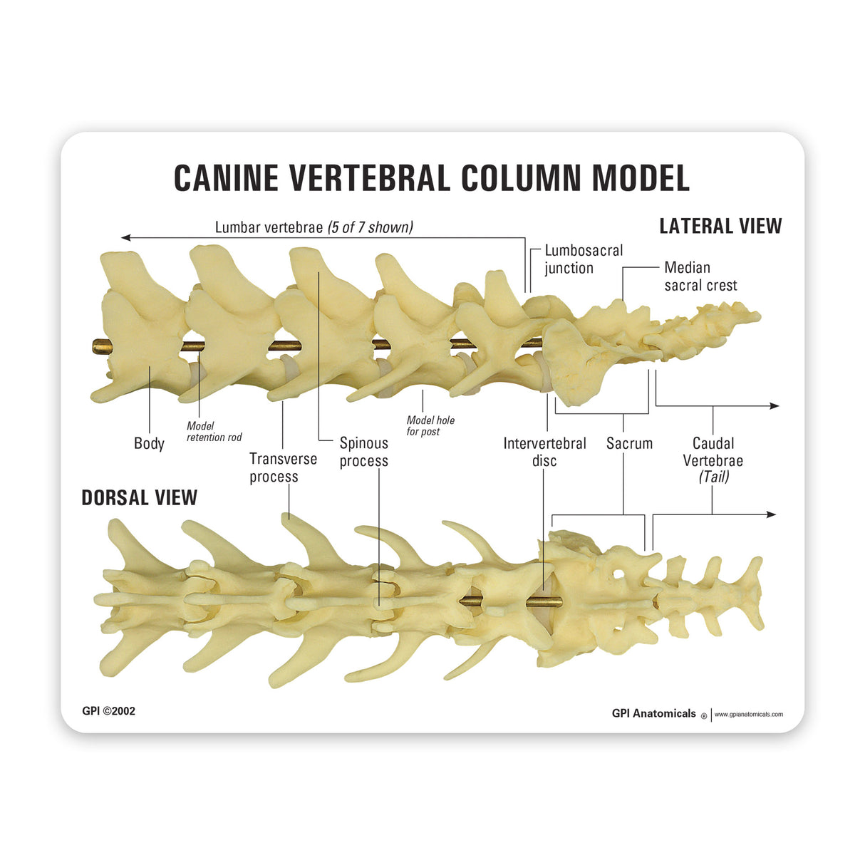 Canine Vertebral Column Education Card