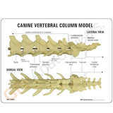 Canine Vertebral Column Model