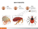 Canine Skin Parasites Education Card