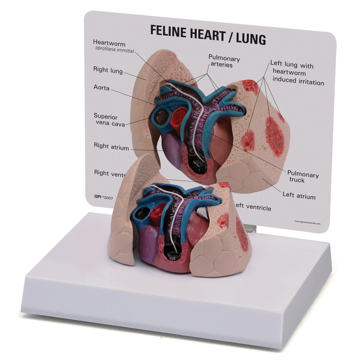 Feline Heart and Lungs Model