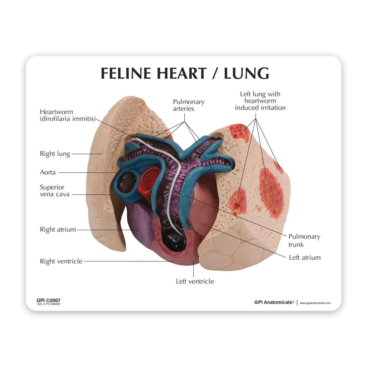 Feline Heart and Lungs Education Card