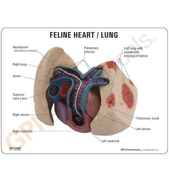 Feline Heart and Lungs Education Card