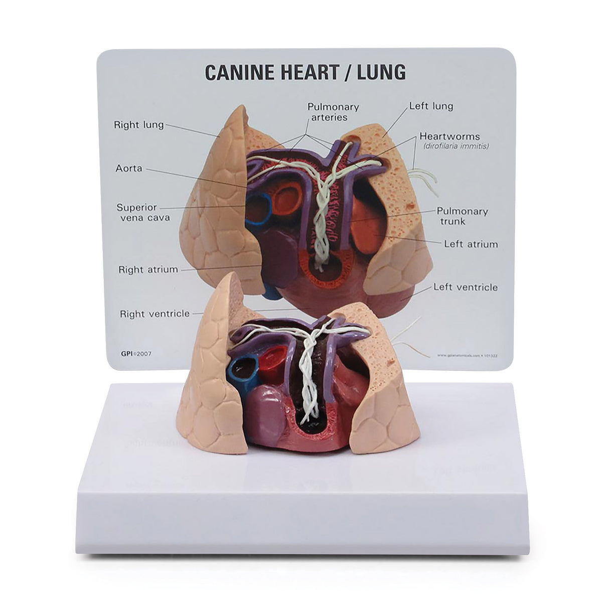 Canine Heart and Lungs Model