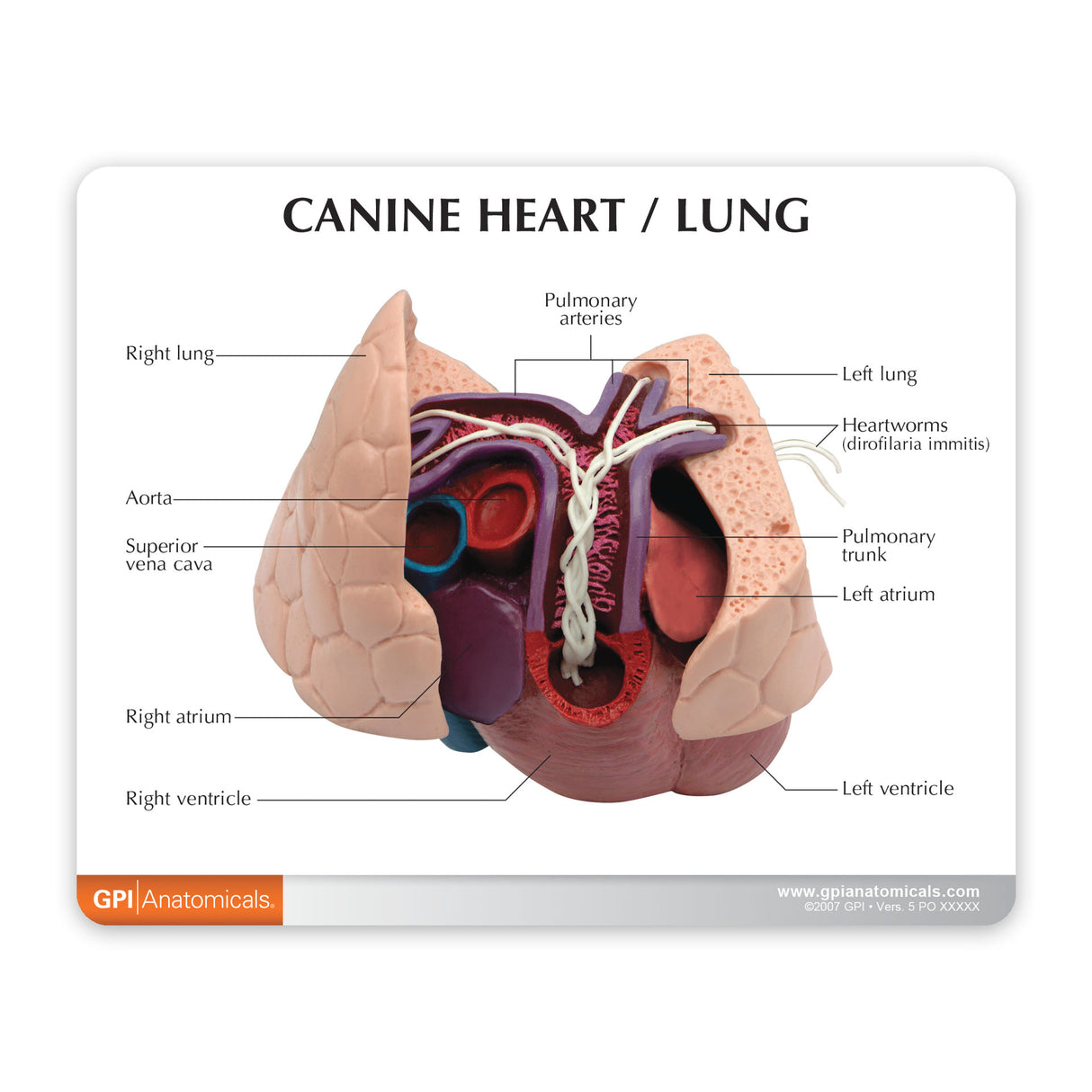 Canine Heart and Lungs Education Card