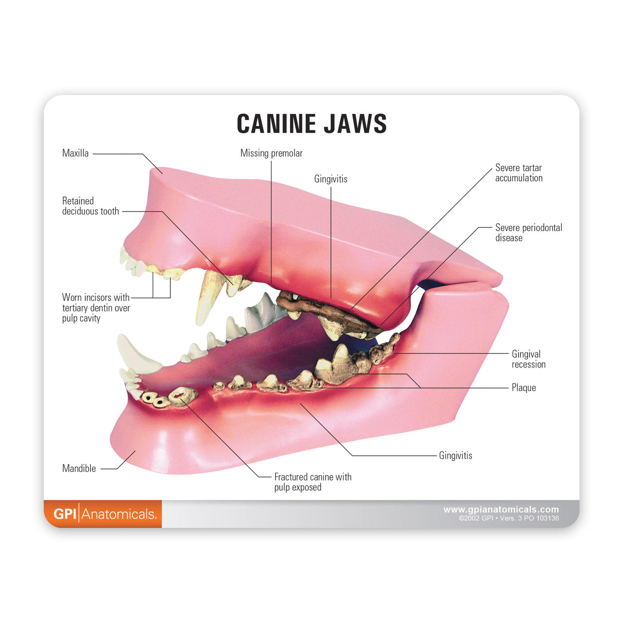 Canine Jaw Education Card