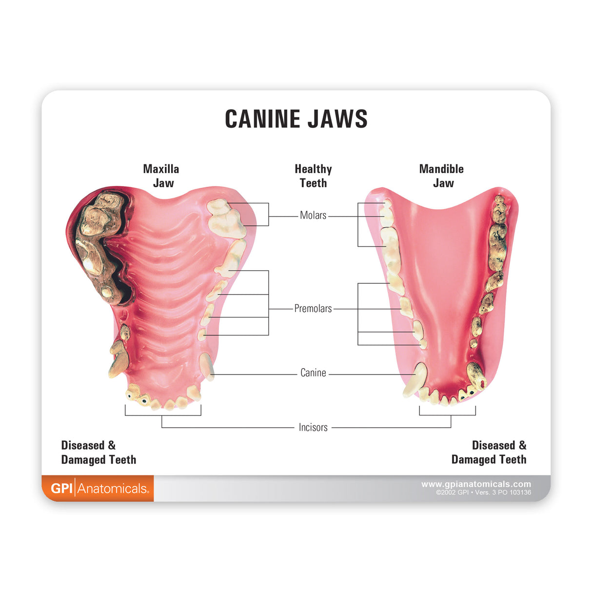 Canine Jaw Education Card