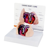 Canine Heart and Lungs Model