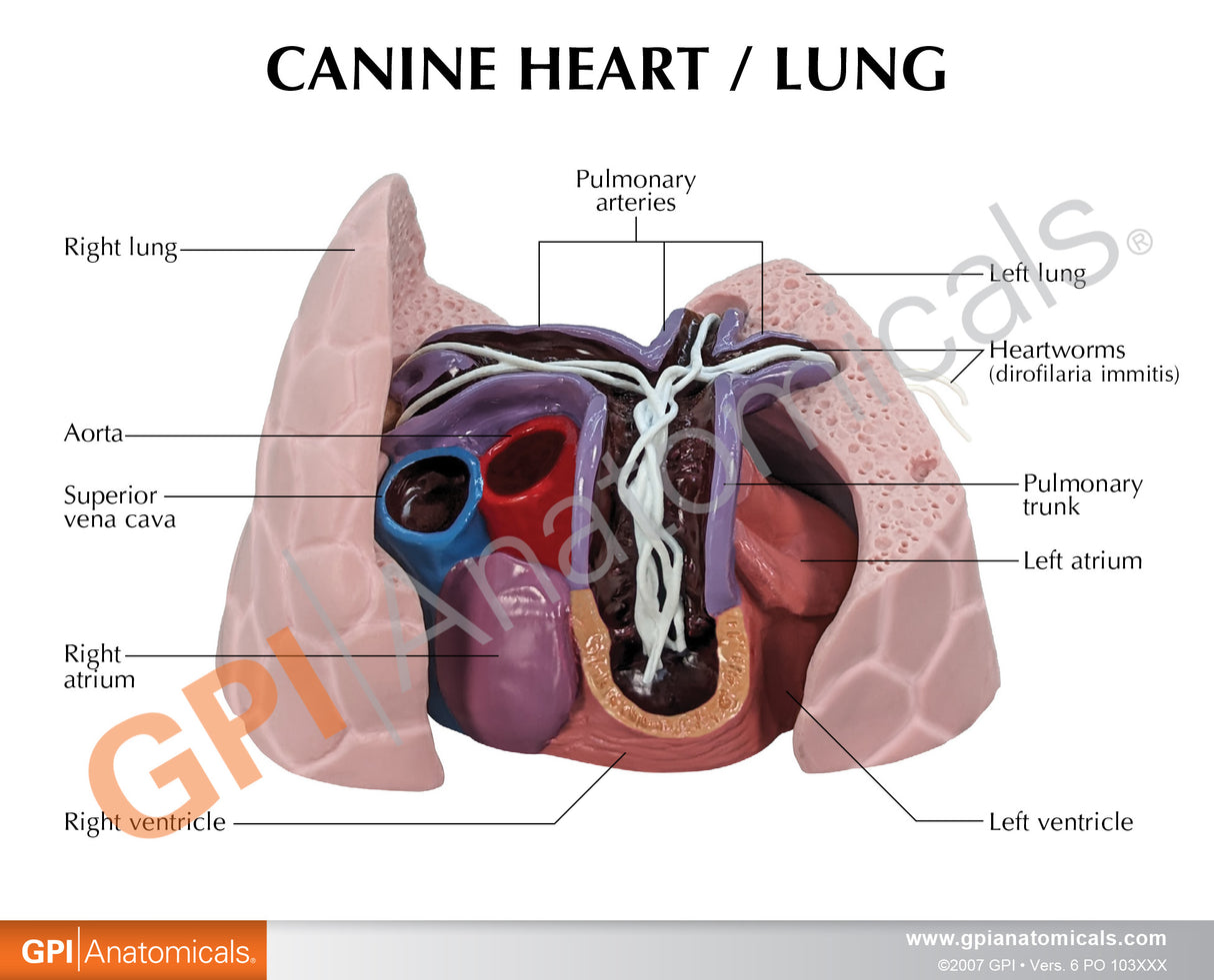 Canine Heart and Lungs Education Card