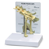 Feline Pelvis (Hip) Model