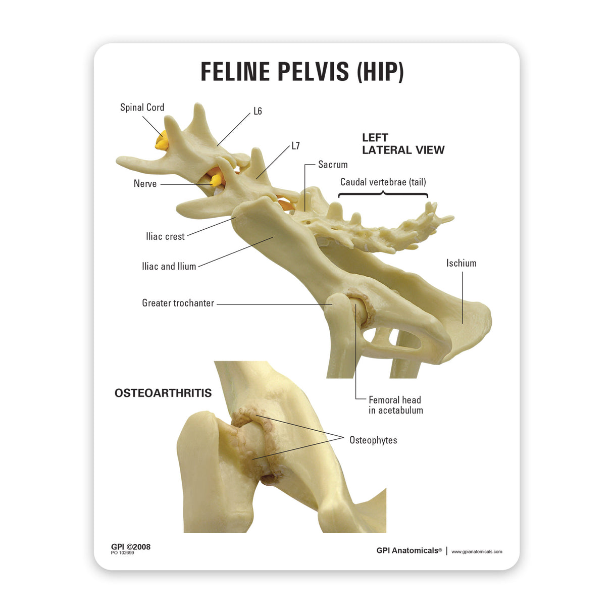 Feline Pelvis (Hip) Education Card