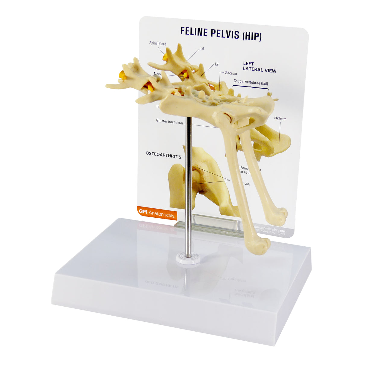 Feline Pelvis (Hip) Model