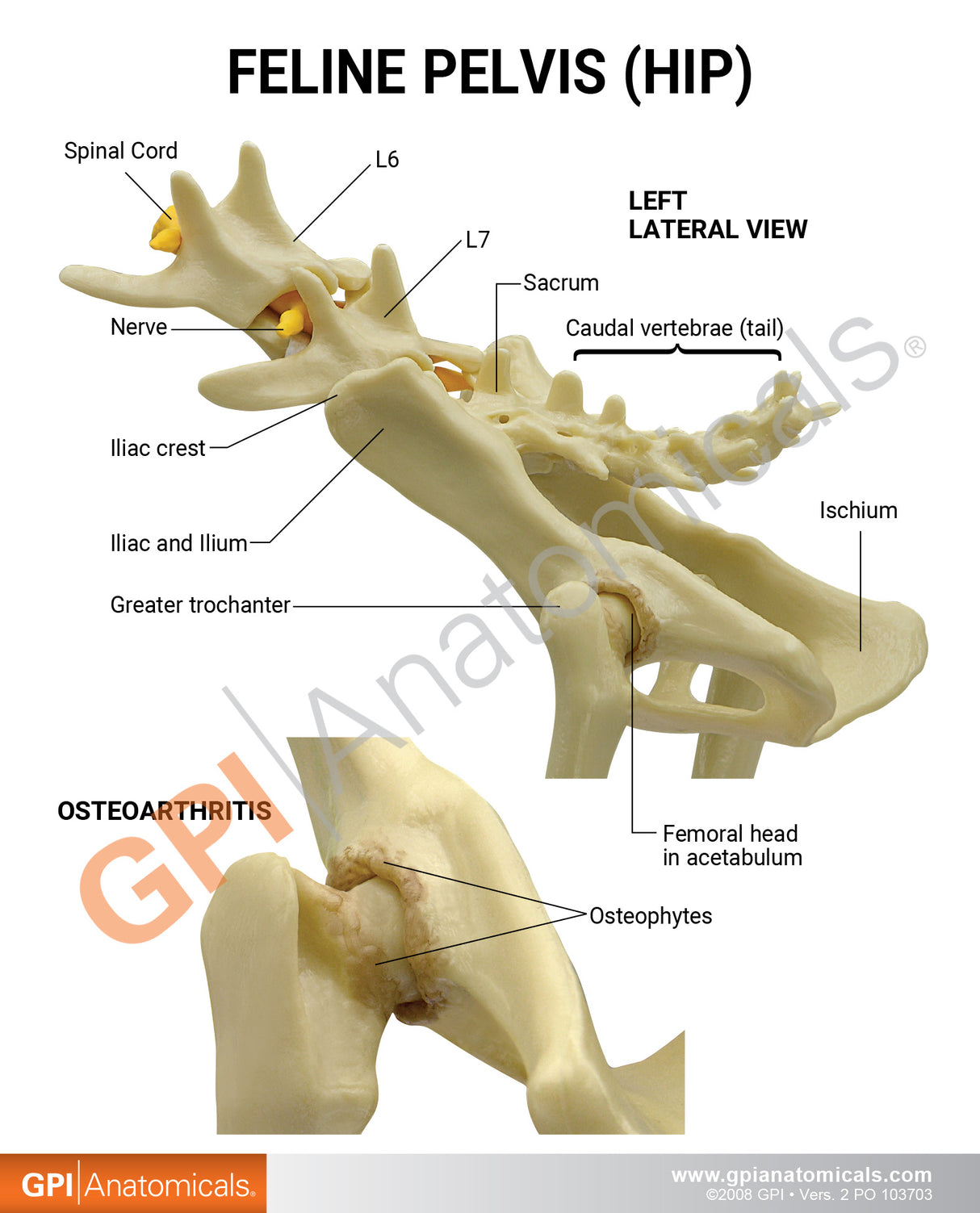 Feline Pelvis (Hip) Education Card