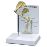 Feline Elbow and Shoulder Joint Model