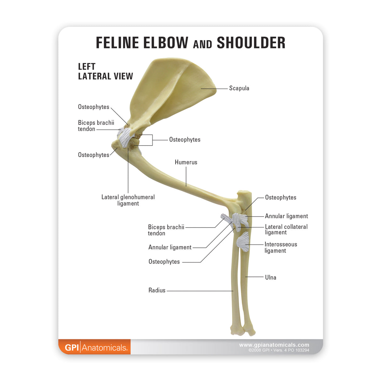 Feline Elbow and Shoulder Joint Model