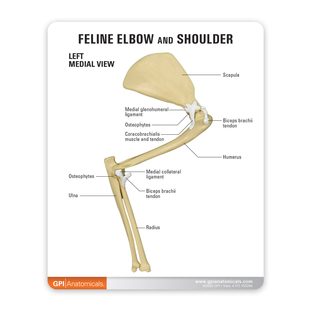 Feline Elbow and Shoulder Education Card