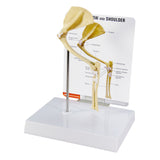 Feline Elbow and Shoulder Joint Model